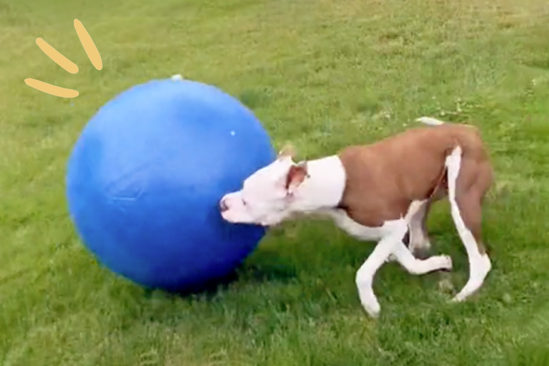 Behold the Hottest Dog Toy of the Summer: a Super-Large Ball That Provides Endless Fun