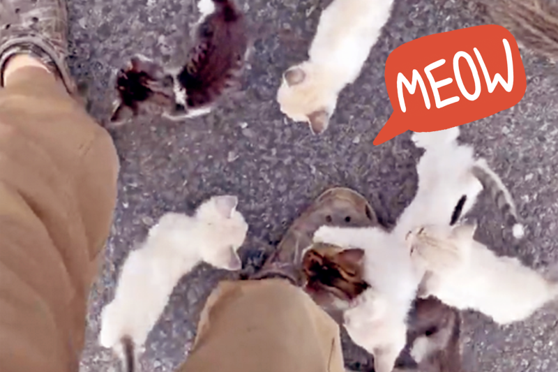 Watch This Man Try to Rescue 1 Stray Kitten—When Suddenly 12 More Adorably Surprise Him