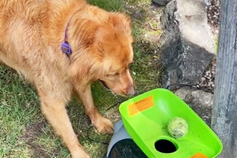 Watch This Laser-Focused Golden Master the Shortest-Ever Game of Fetch With His Tennis Ball Launcher