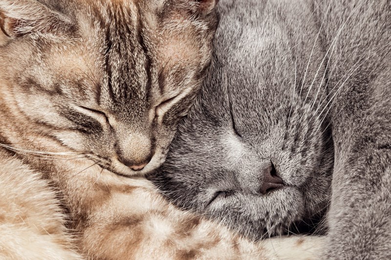 These 2 Cats Have Been Rehomed Twice—But Their Moms’ Story Shows That We Never Stop Loving Our Pets