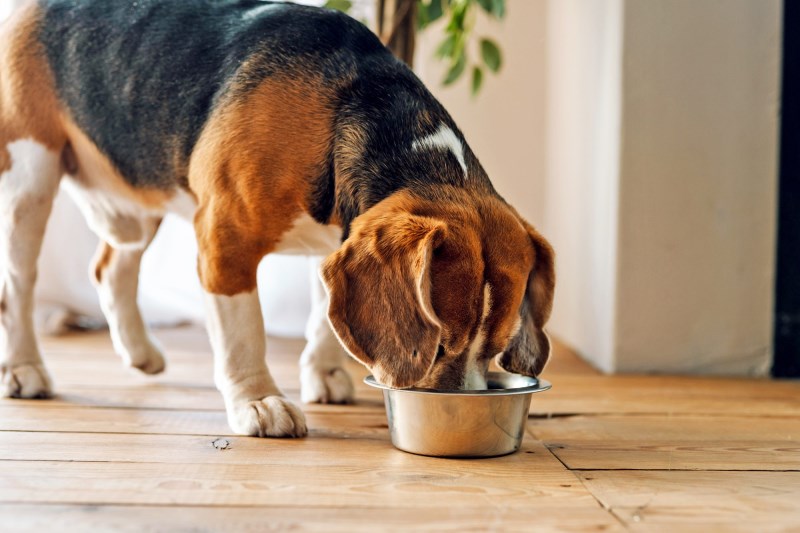 Freshpet Recalls Single Lot of Dog Food Potentially Contaminated With Salmonella