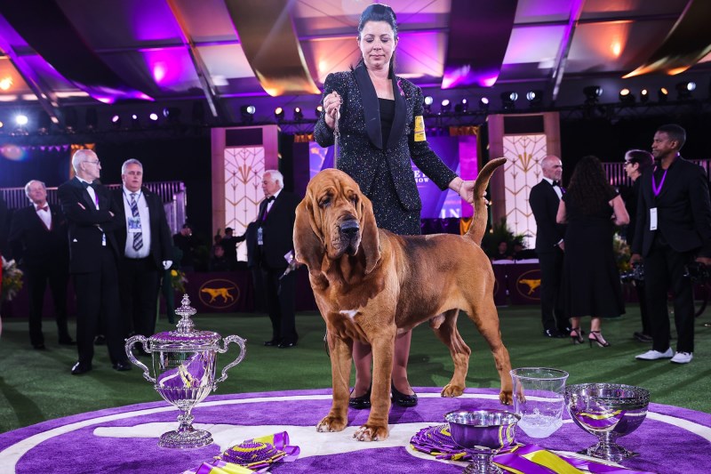 Westminster Dog Show 2022: Trumpet Is the First-Ever Bloodhound To Win Best in Show