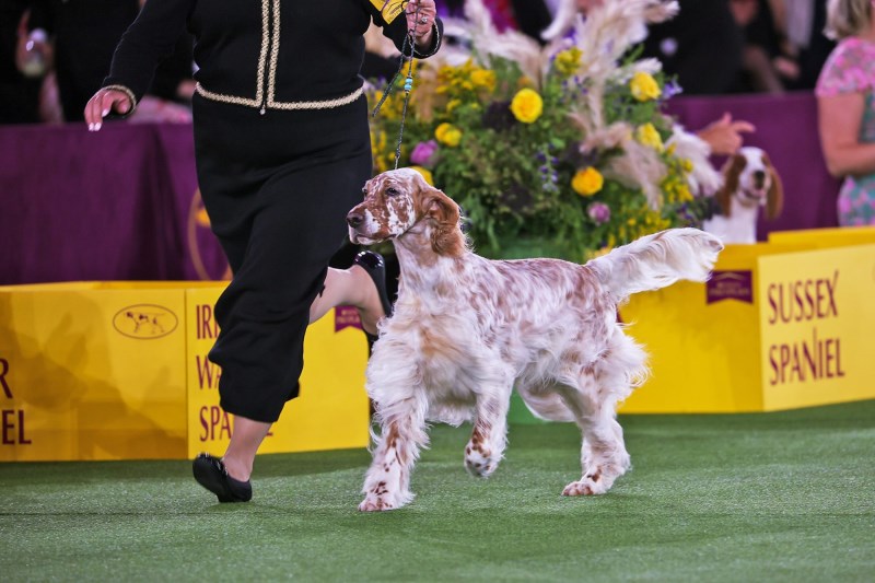 You Can Turn the Westminster Dog Show Into Fantasy Football—and It Kinda Rules