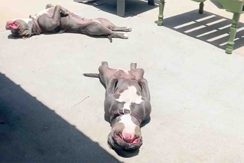 Sunbathing Pitties Mayo and Olive Are the Unquestioned Champions of Summer Relaxation