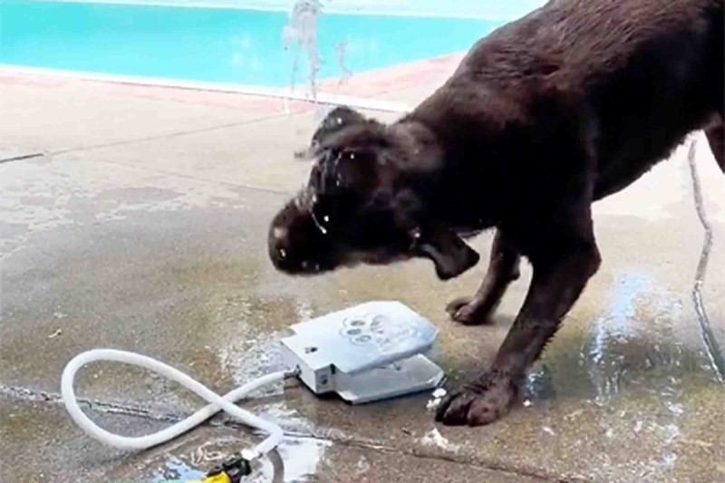 Watch These Heroic Labs Try Their Darnedest to Figure Out Their Pesky Water Fountain