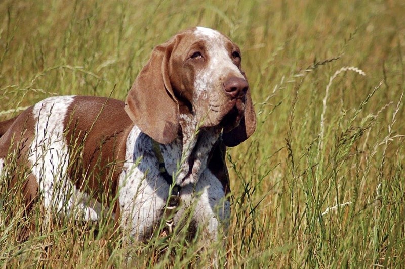 Meet the Bracco Italiano, the 200th Breed Recognized by the American Kennel Club