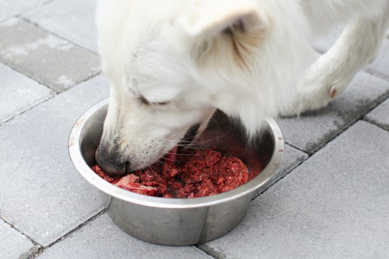 Primal Pet Foods Recalls 1 Lot of Frozen Dog Food Because of Potential Listeria Contamination