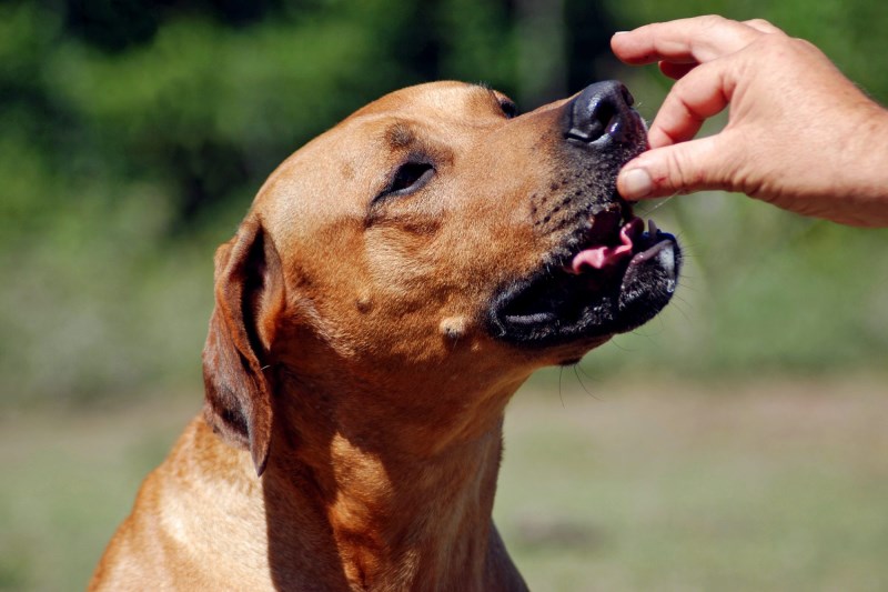 Collection of Chicken Treats for Dogs Recalled After Positive Test for Salmonella Detected