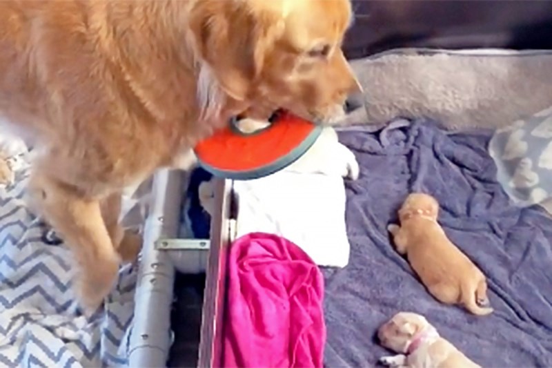 Watch This Golden Mom Try To Entice Her New Puppies Into Playing—Except They’re Too Tiny