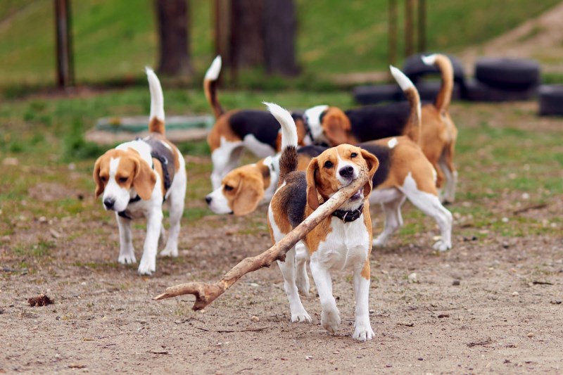 What You Need To Know About the 4,000 Beagles Being Rescued From a Virginia Breeding Facility