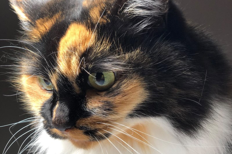 How Bandit the Very Alert Cat Saved Her Owner From Would-be Burglars