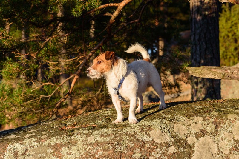 Heroic Russell Terrier’s Barks Save Mom From Attacking Bear