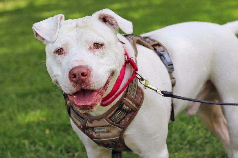 ‘Meant To Be’: Deaf Dog Dave Joins Family With a Son Losing His Hearing