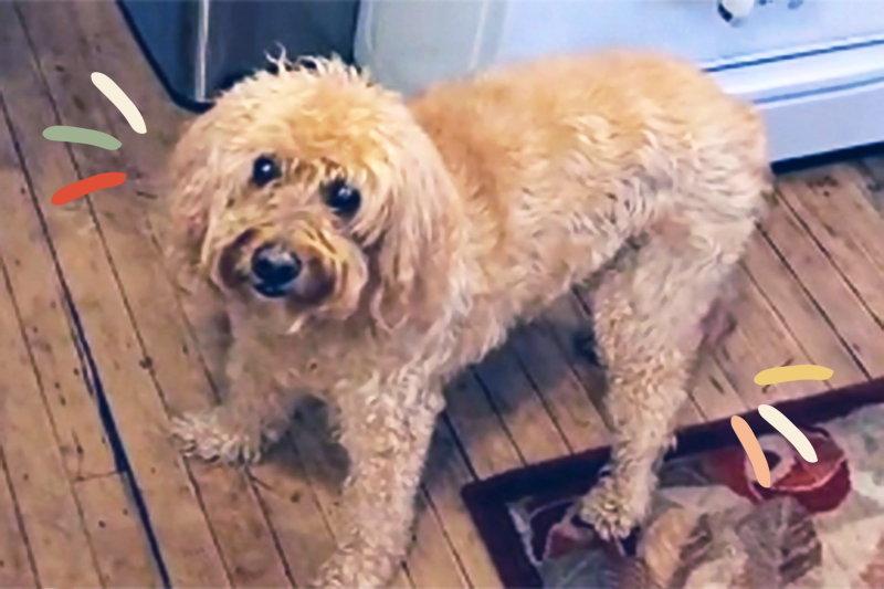 Watch These Wise Pet Parents Trick Their Doodle Into Taking Her Pill by Disguising It as Dropped Human Food