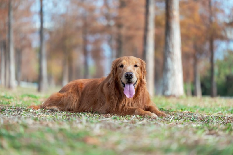 Elderly, Blind Golden Retriever Returns Home After 3 Weeks Missing in Alaska Wilderness