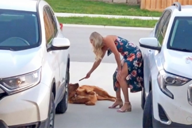 Watch This Mischievous Golden Prevent His Parents From Leaving by Laying in Their Driveway, Stealing a Treat