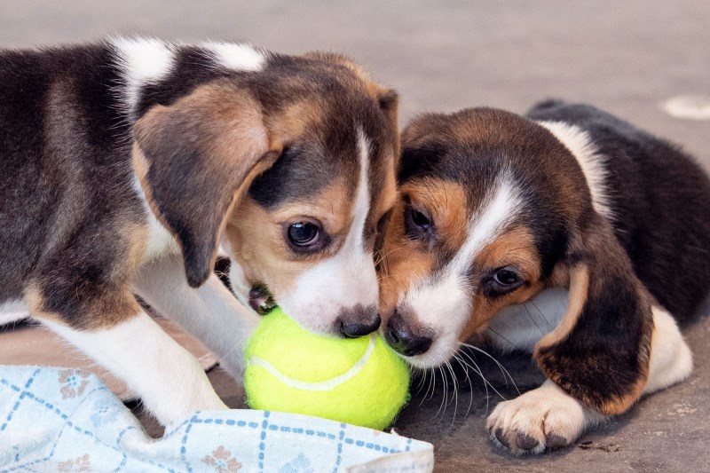 Humane Society Rescues Last of the 4,000 Beagles From Envigo Facility