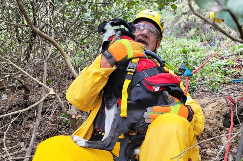 Rescuers Rappel 100 Feet Down Ravine To Save Deaf Australian Shepherd