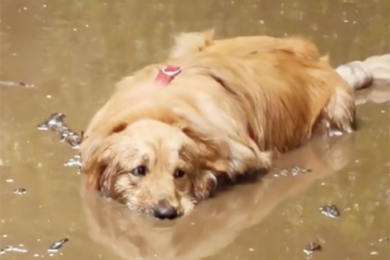 Watch This Delightful Golden Retriever Stop His Walk To Lay Down in Some Very Muddy Water