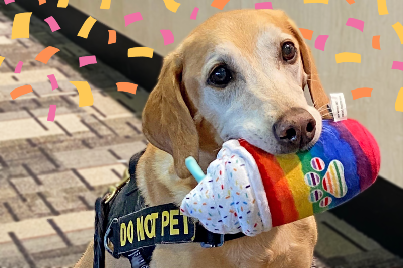 Watch as Bomb-sniffing Dog Gets Showered in Toys During His Retirement Celebration