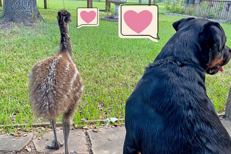 How Ava the Rottweiler and Blue the Emu Became Best Friends Who Love Zoomies