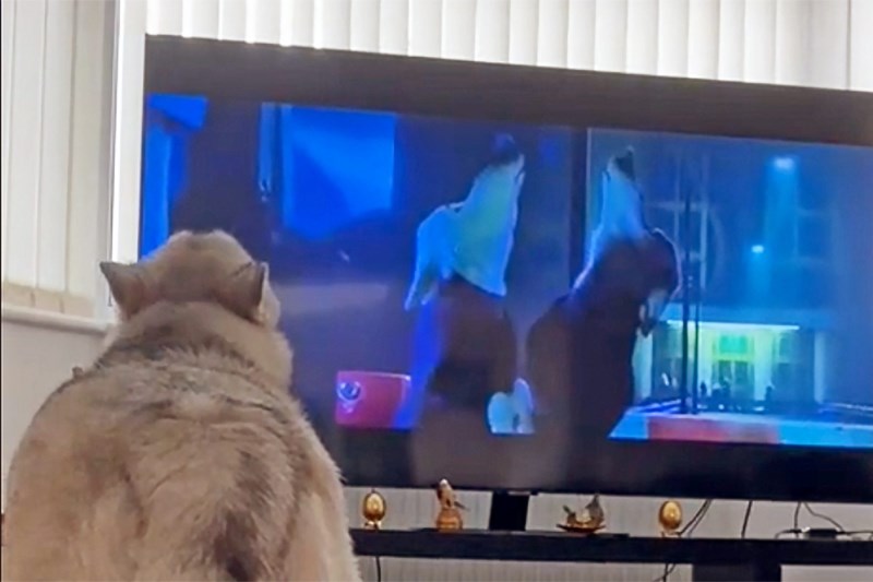 Watch: This Husky Just Can’t Help But Howl Along With the Wolves on TV