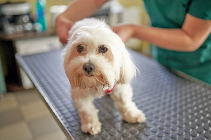 Millions of Pets Weren’t Spayed and Neutered During the Pandemic and That’s a Big Problem