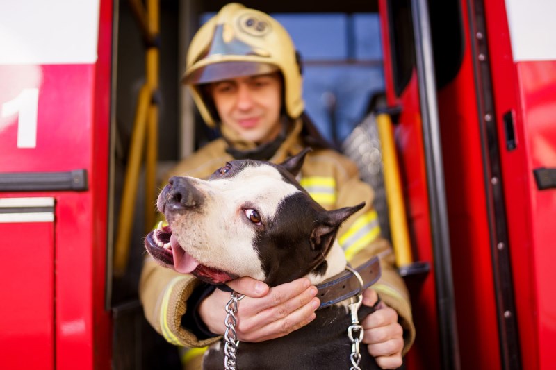 Alabama Firefighters Rescue Dogs From Daycare Roof After Chemical Odor Forces Evacuation