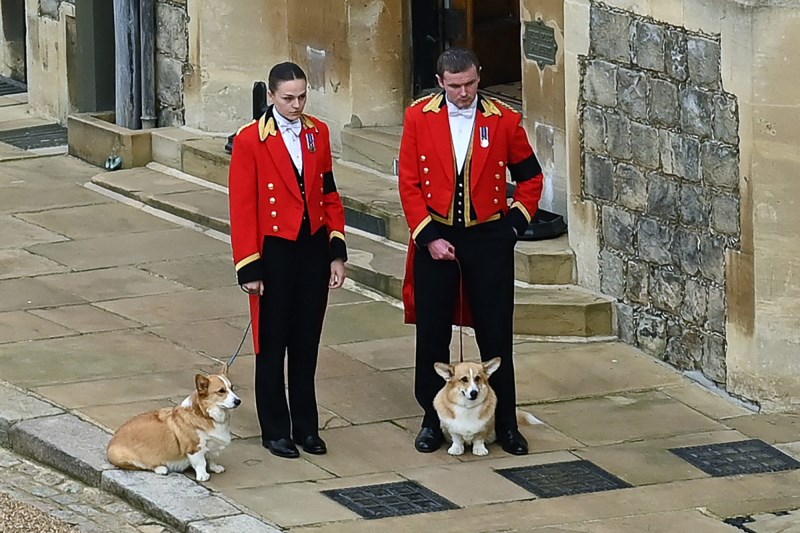 Queen Elizabeth II’s Corgis, Muick and Sandy, Await Her Procession Outside Windsor Castle