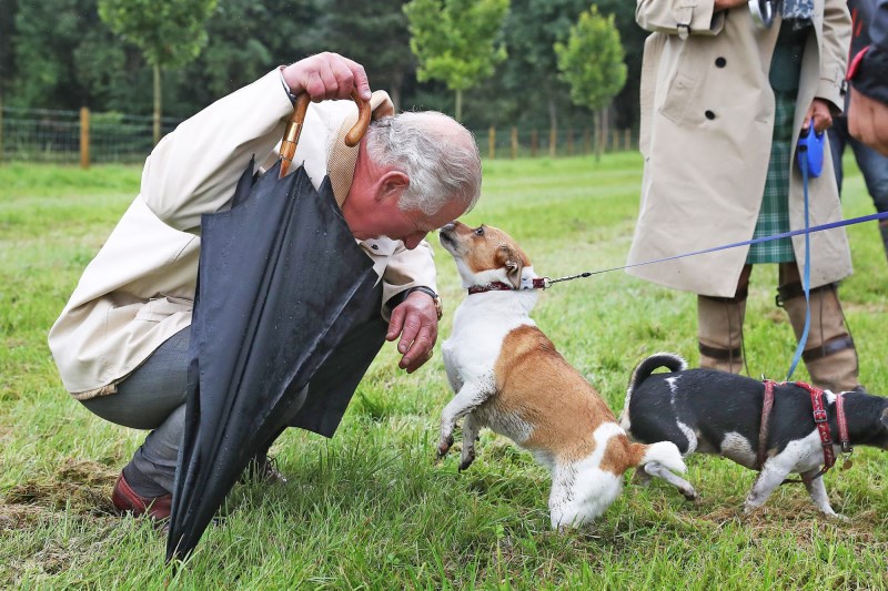 Rescue Pups Beth and Bluebell Will Be the Newest Royal Dogs To Live in Buckingham Palace