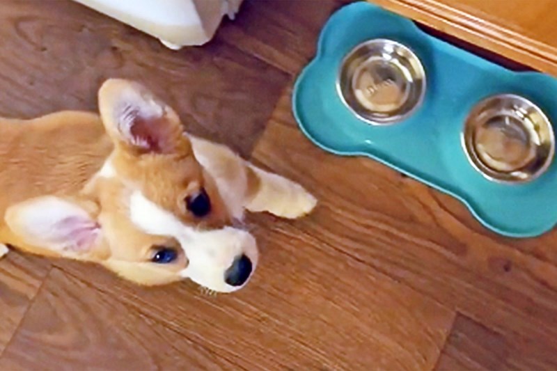 Watch This Adorable Corgi Puppy Rush Over After Hearing a Single Grain of Rice Hit His Bowl