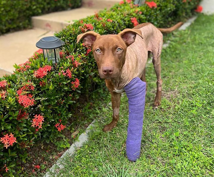 How a Little Pup Who Was Hit By a Car Is Inspiring Animal Rescuers in Puerto Rico After Hurricane Fiona