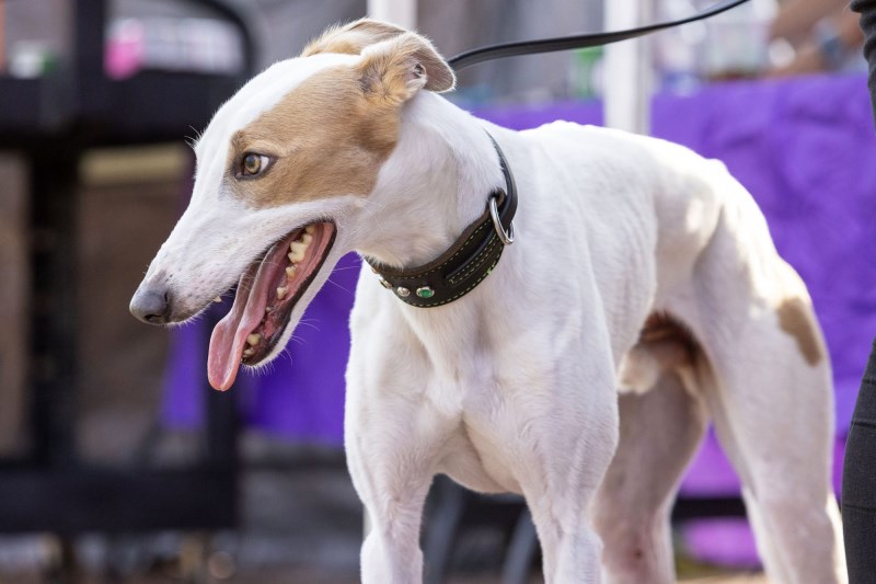 This Ultra-quick Whippet Is Illegally Fast—No Really, I Swear