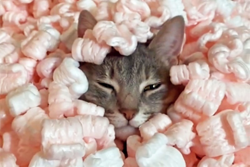 This Adorable Cat Loves Packing Peanuts So Freaking Much and We Can’t Get Enough