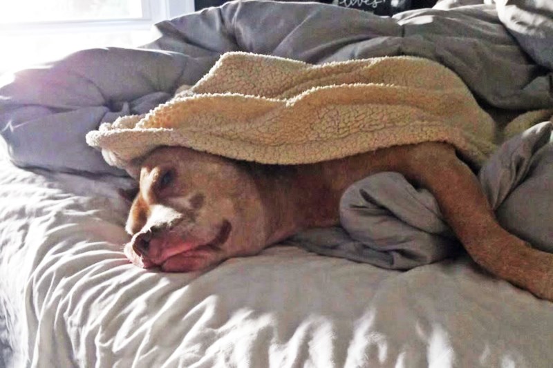 ‘Snuggle Bug’ Dog Who Loves Getting Tucked in Gets Adopted After Year at Shelter