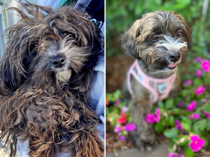 These 10 Shelter Dogs’ Extreme Makeovers After Years of Neglect Are Simply Staggering