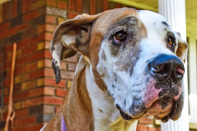 How Rescuers Saved a Great Dane Who Spent a Month Missing on a Michigan Island