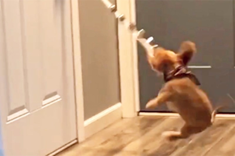 Watch This Rambunctious Cavapoo Puppy Have the Most Fun With a Rope of Bells Attached to a Door