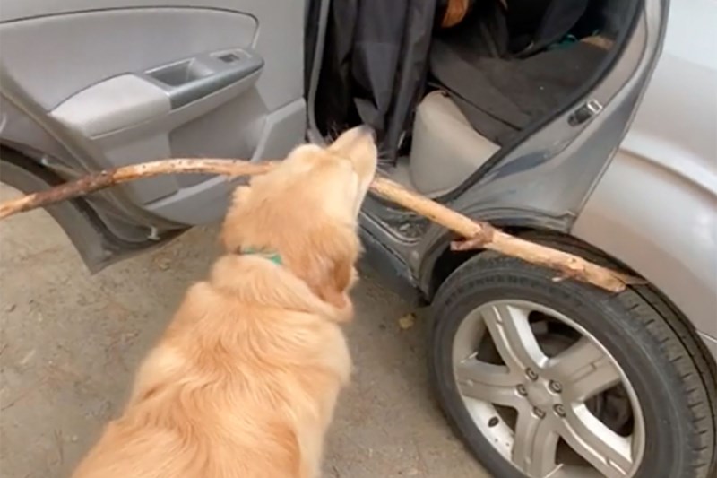 Watch This Brainy Pup Determine the Perfect Angle To Get His Huge Prized Stick Into the Car