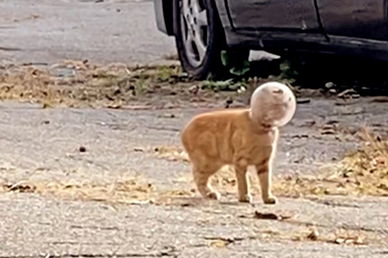 Rescuers Pry Glass Bowl off Kitten’s Head—and Give Her the Perfect Name