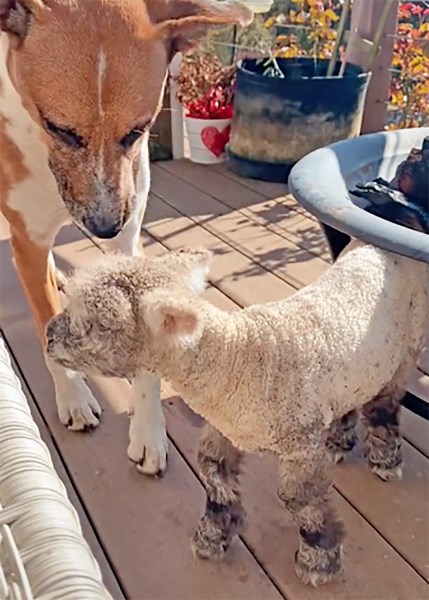 Videos of This Dog and Her Lamb Best Friend Are What You Need Today