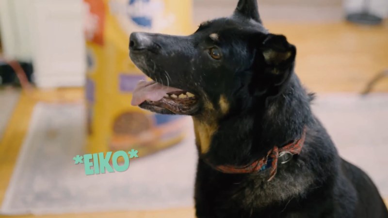 Eiko, the Semi-retired Search-and-Rescue Dog, Is Loving Family Time While Keeping His Skills Sharp