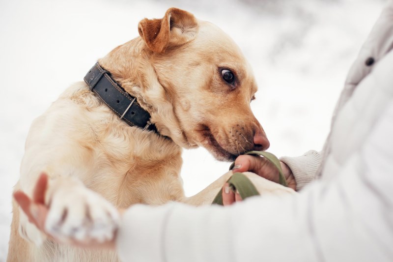 Dogs Can Sniff Out Our Stress, According to New Study