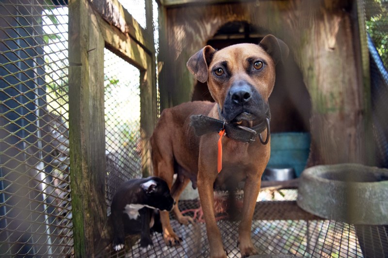 What Happens to Dogs Rescued From Dogfighting Operations?