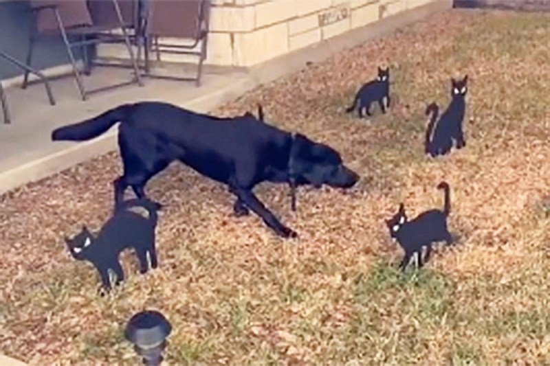 Watch This Black Lab Go Statue-still After Encountering Some Cat Halloween Decorations on TikTok