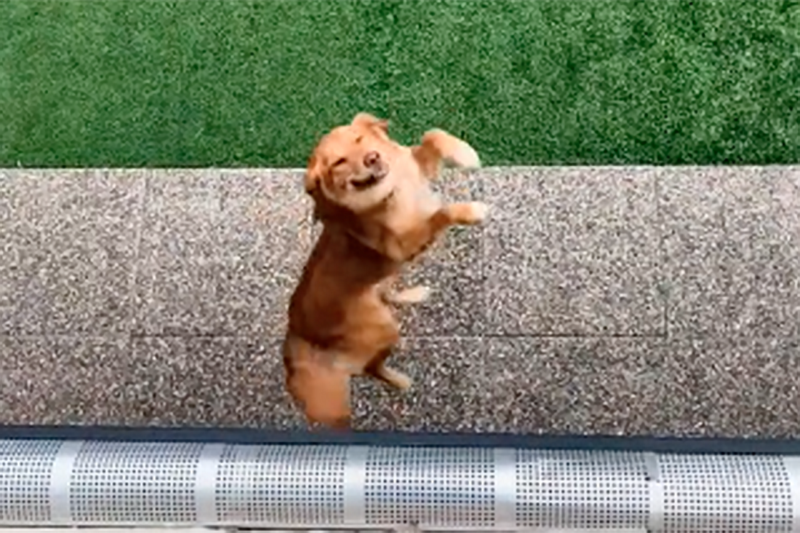 Watch Excited Golden Aussie Tobey Jump So Dang High When His Parents Get Home