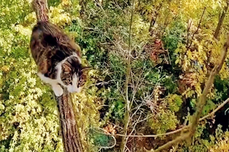 Watch This Rescuer Climb Up To Save ‘Fat Cat,’ Who Was Stuck 45 Feet Above Ground