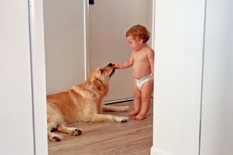 Watch the Owner of a ‘Thicc’ Golden Retriever Discover How Her Dog’s Been Getting Extra Snacks