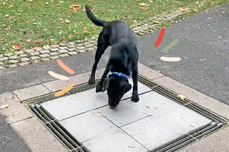 Watch This Leaping Labrador Create Beautiful Music on Some Chiming Pavement