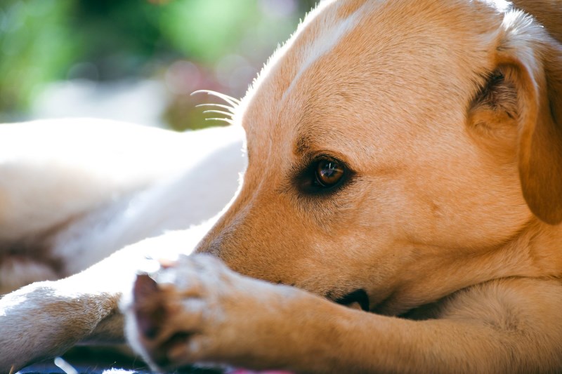 Rescue Dog Who Escaped New Jersey Airport Is Found Over a Month Later